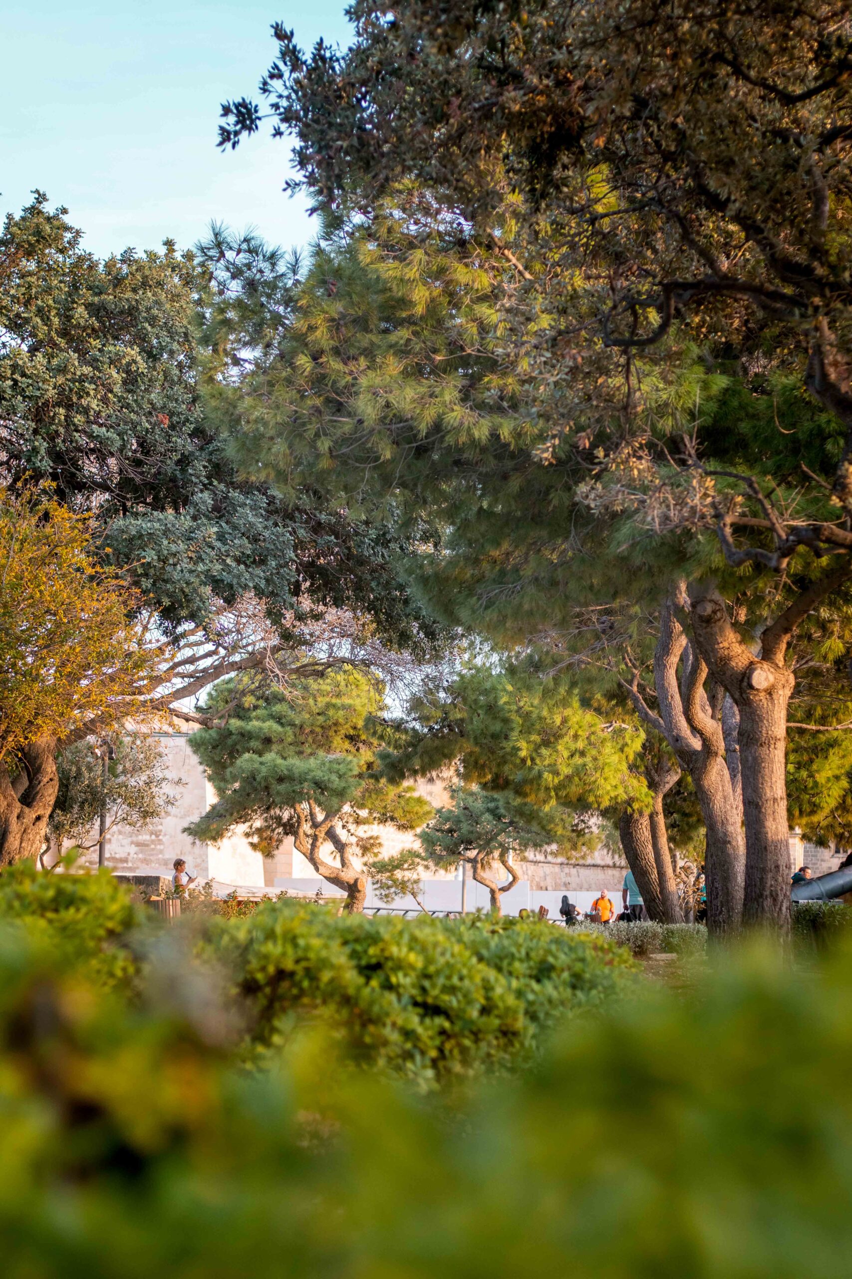 Trees and vegetation in the Hastings Garden in Valletta, Malta