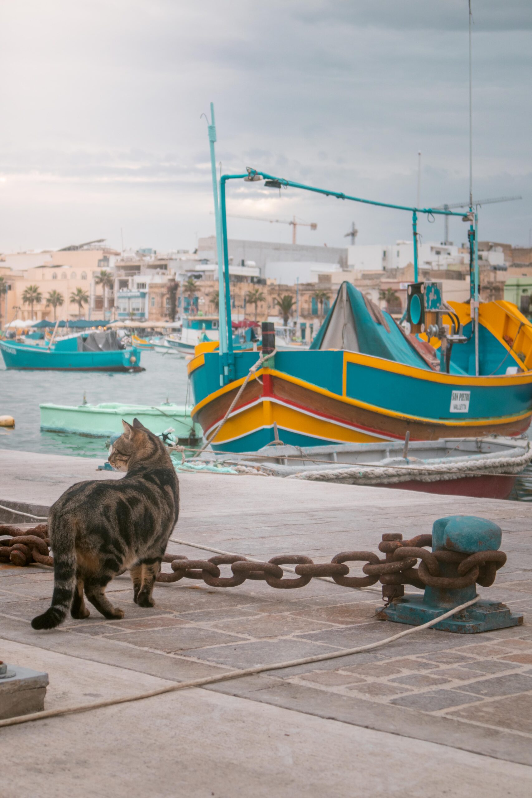 Cat and traditional colourful luzzu boat in Marsaxlokk, Malta