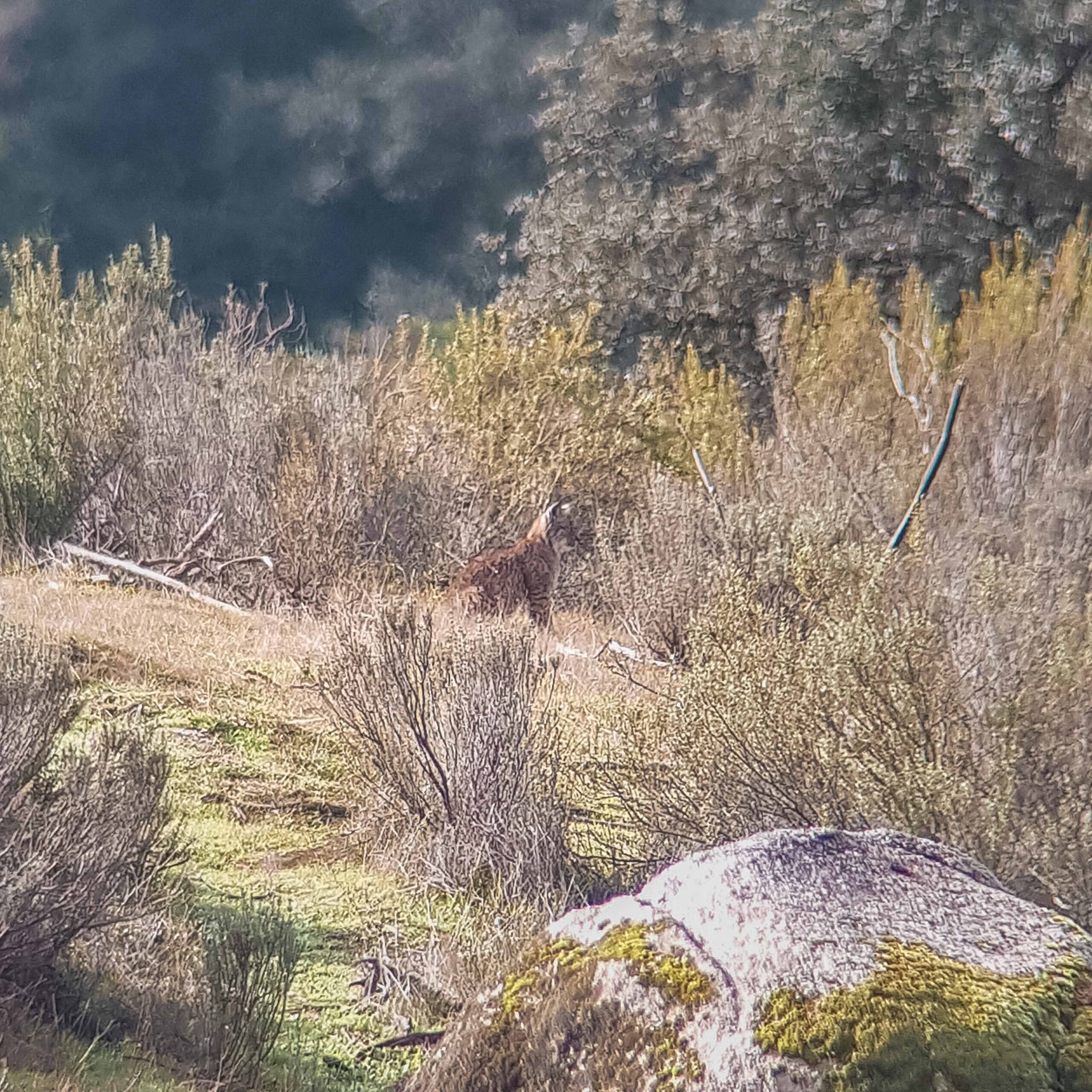 Young Iberian Lynx (Lynx pardinus) sitting, seen by telescope in Andújar Natural Park, Provincia de Jaén, Andalusia, Spain