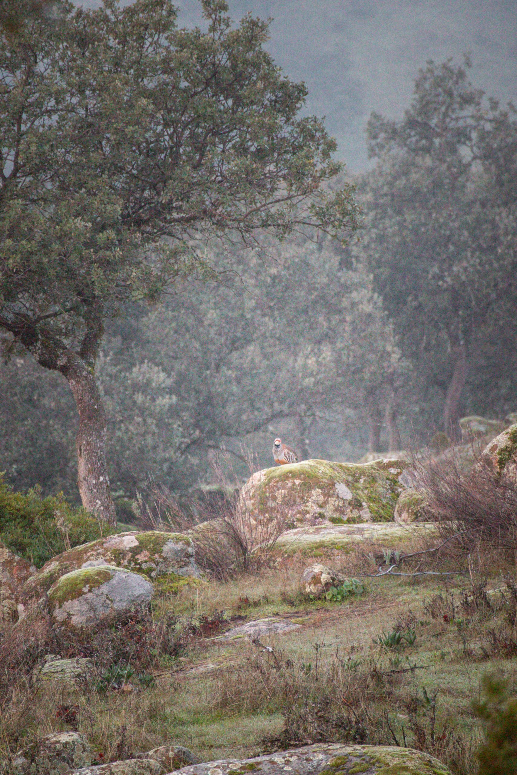 Red-legged Partridge (Alectoris rufa) on a rock in Andújar Natural Park, Provincia de Jaén, Andalusia, Spain