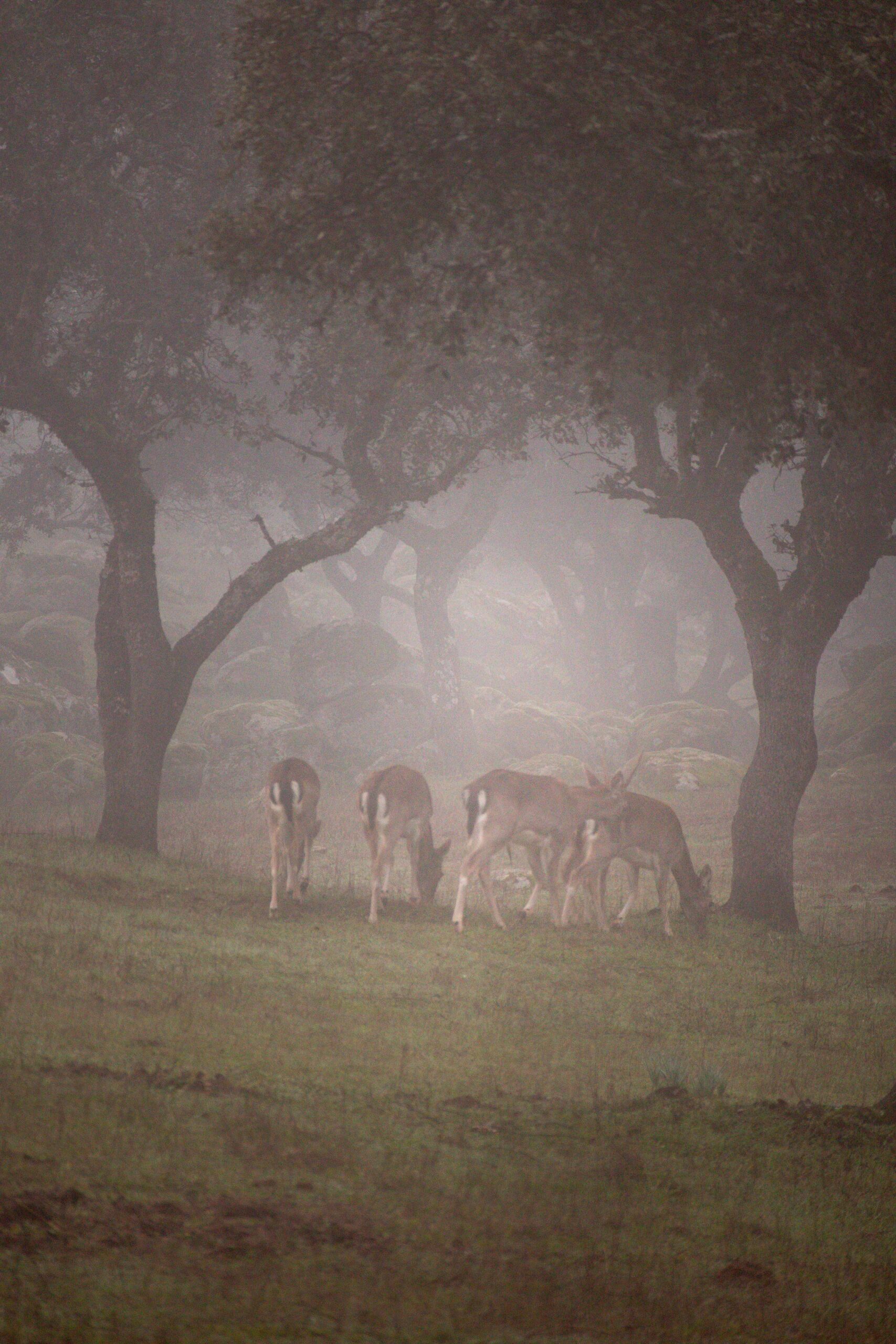 Four deers grazing in the fog in Andújar Natural Park, Provincia de Jaén, Andalusia, Spain