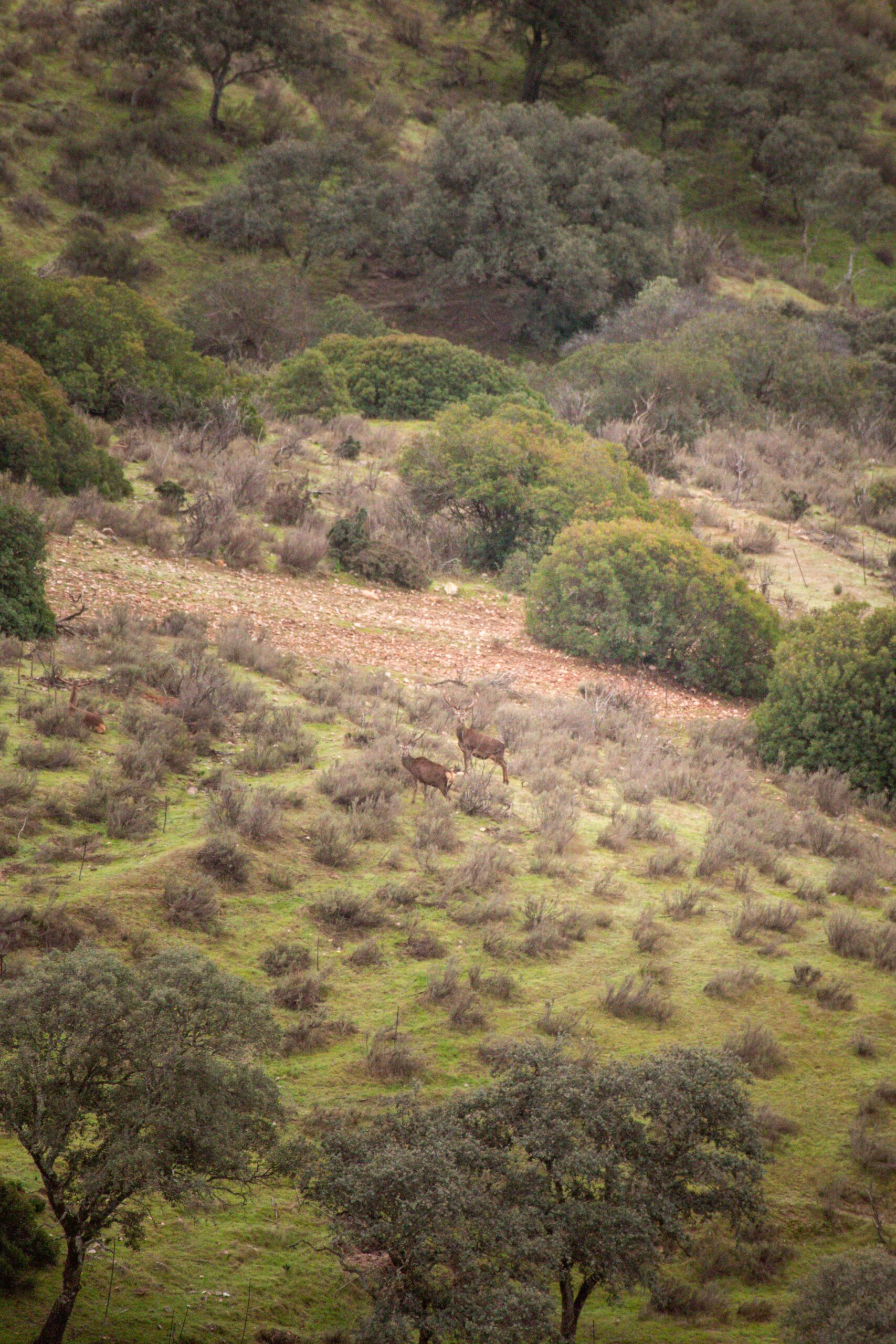 Deers in the distance in a valley of Andújar Natural Park, Provincia de Jaén, Andalusia, Spain