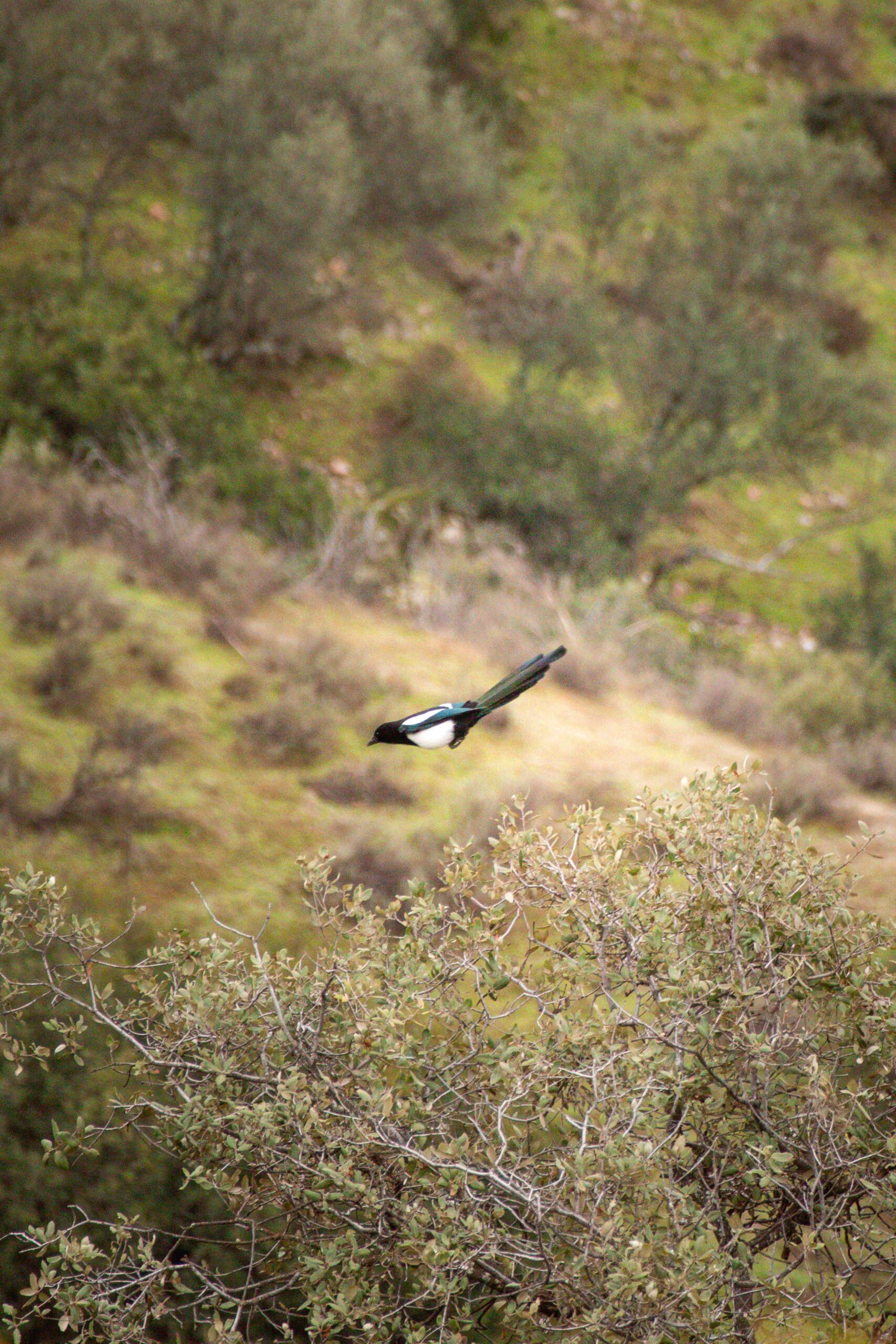 Flying Eurasian magpie (Pica pica melanotos) in Andújar Natural Park, Provincia de Jaén, Andalusia, Spain