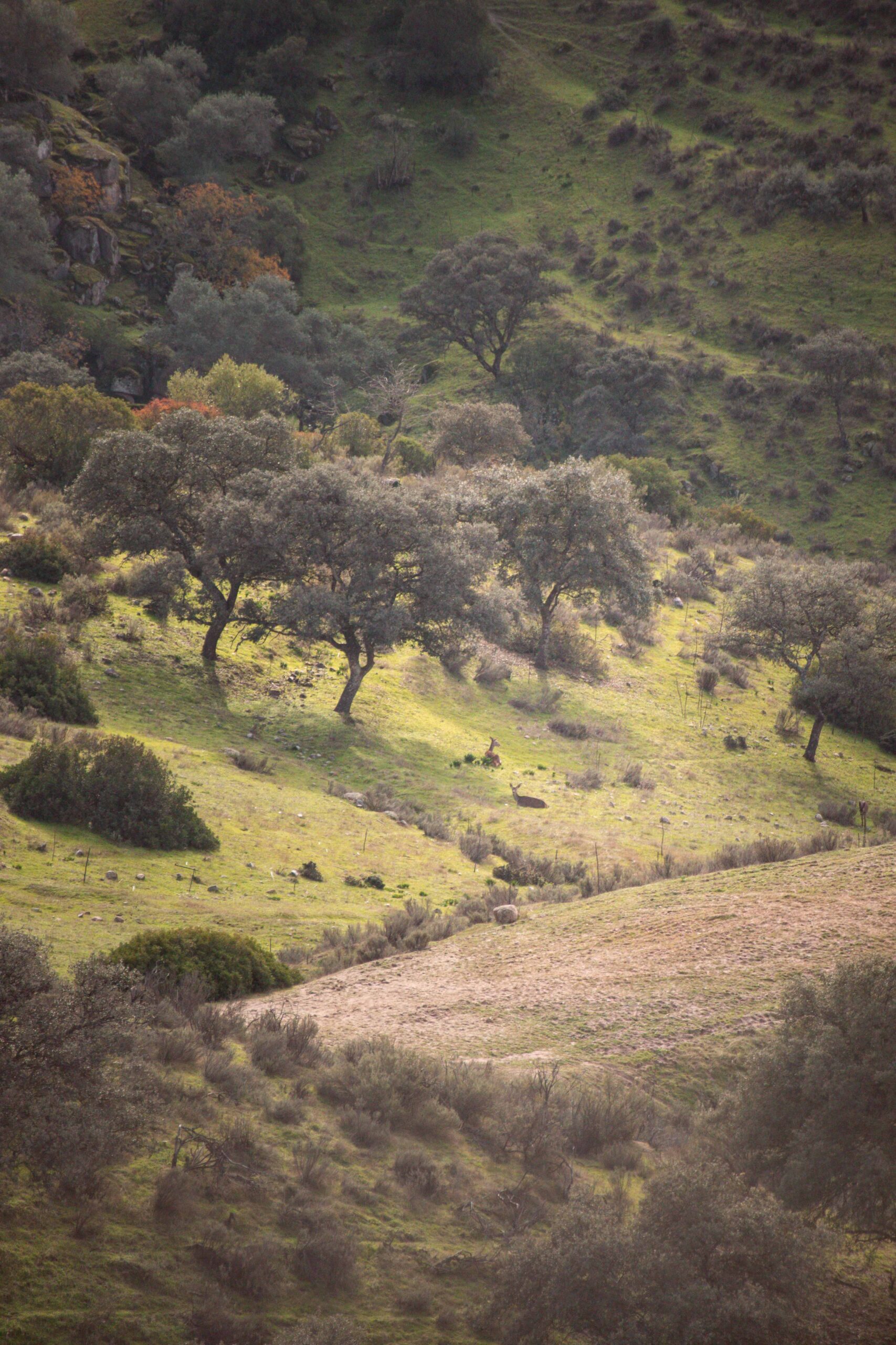 Two deers in the distance resting in a valley of Andújar Natural Park, Provincia de Jaén, Andalusia, Spain