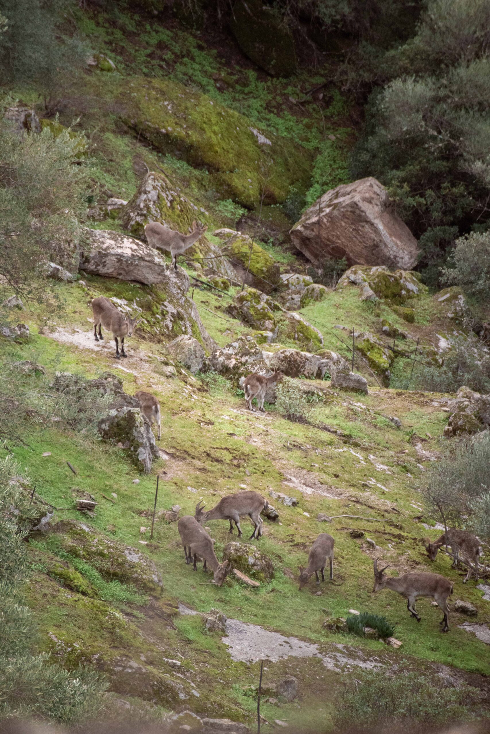 Groupe of Spanish ibex (Capra pyrenaica) grazing in Andújar Natural Park, Provincia de Jaén, Andalusia, Spain