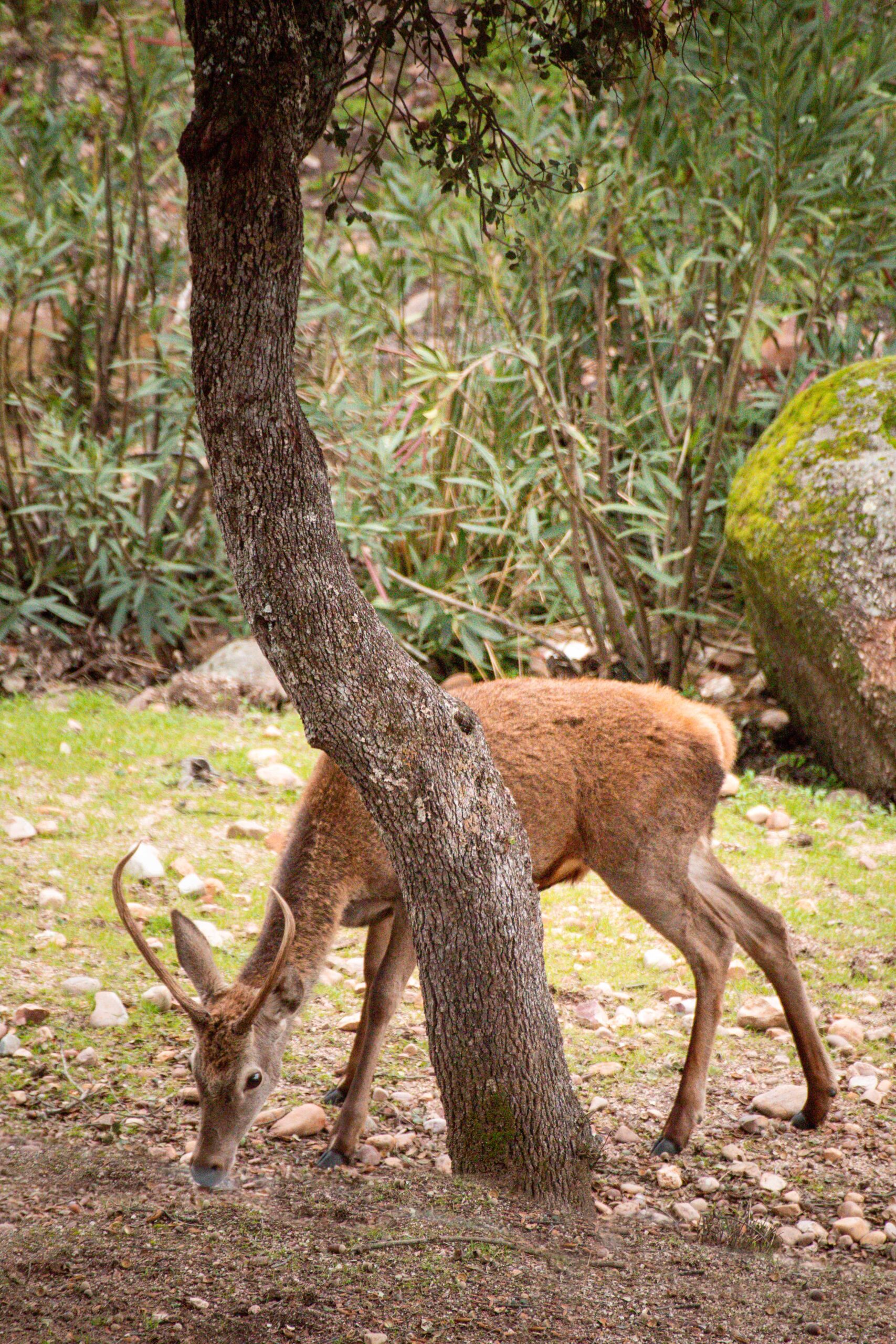 Young Red Deer (Cervus elaphus) grazing in Andújar Natural Park, Provincia de Jaén, Andalusia, Spain