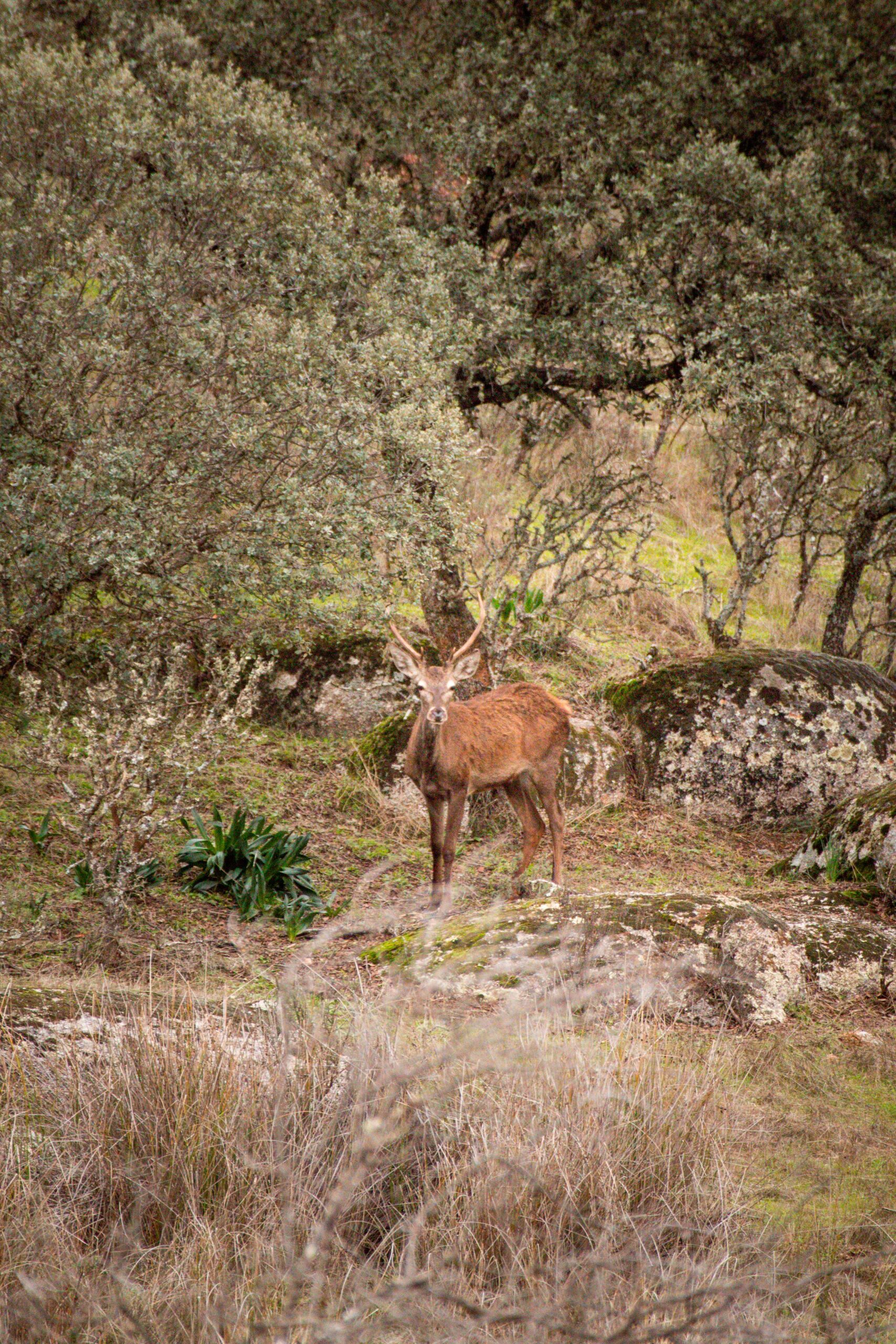 Young Red Deer (Cervus elaphus) in Andújar Natural Park, Provincia de Jaén, Andalusia, Spain