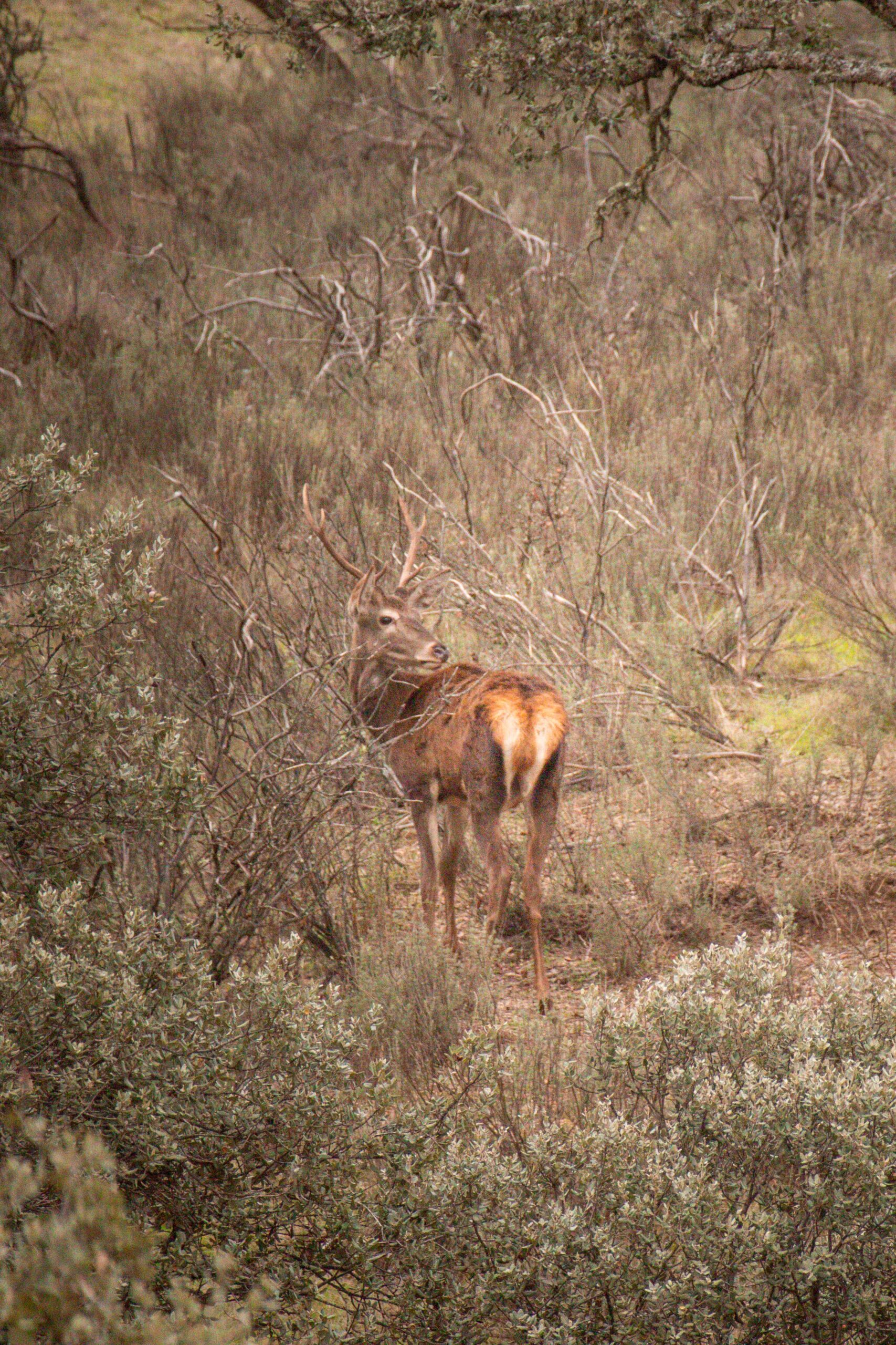 Young Red Deer (Cervus elaphus) looking back in Andújar Natural Park, Provincia de Jaén, Andalusia, Spain