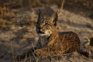 Portrait of a young Iberian Lynx (Lynx pardinus) looking up in Andújar Natural Park, Provincia de Jaén, Andalusia, Spain