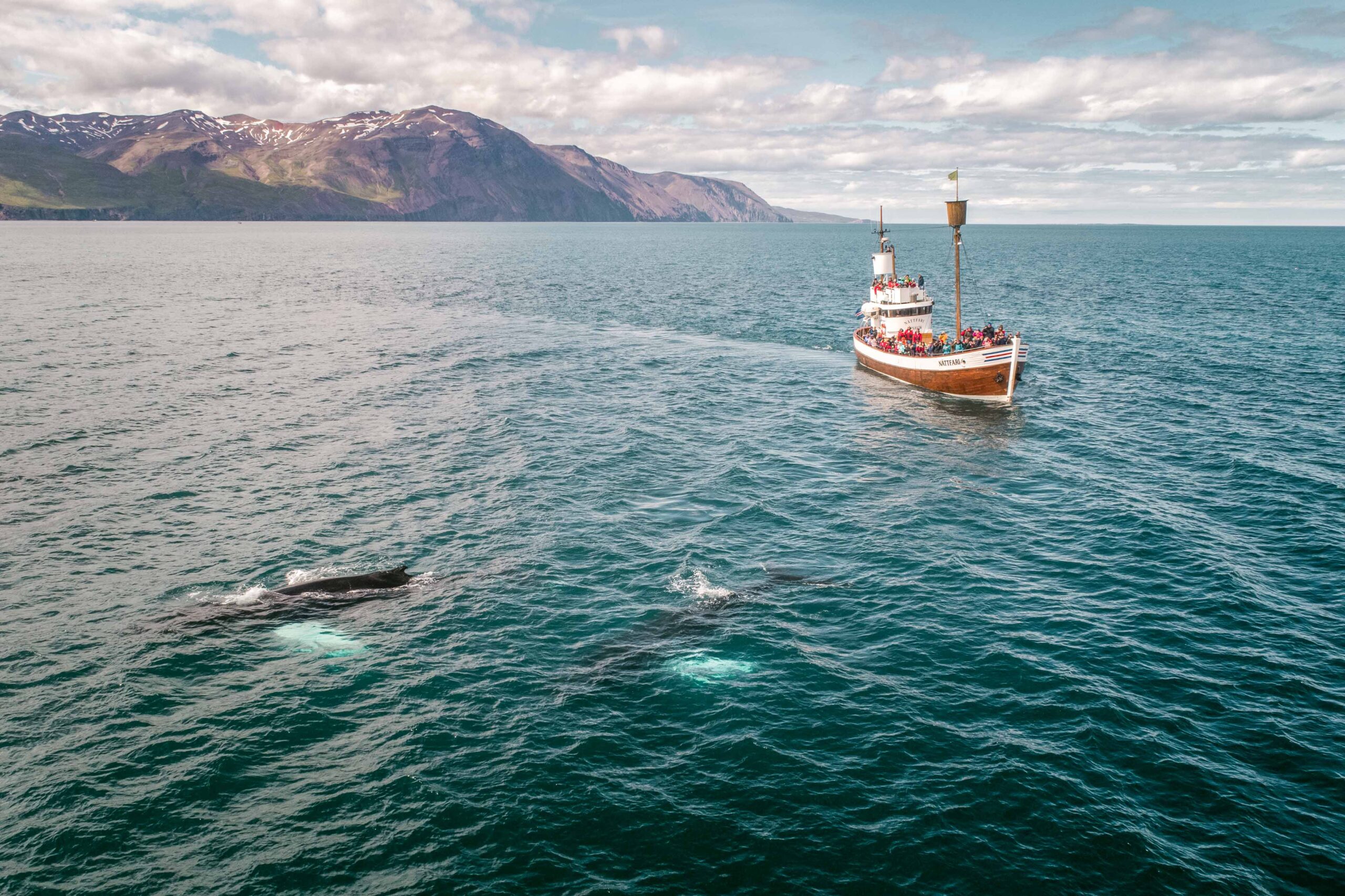 Drone view of two whales and whale-watching sailor boat tour near Husavik, North Iceland