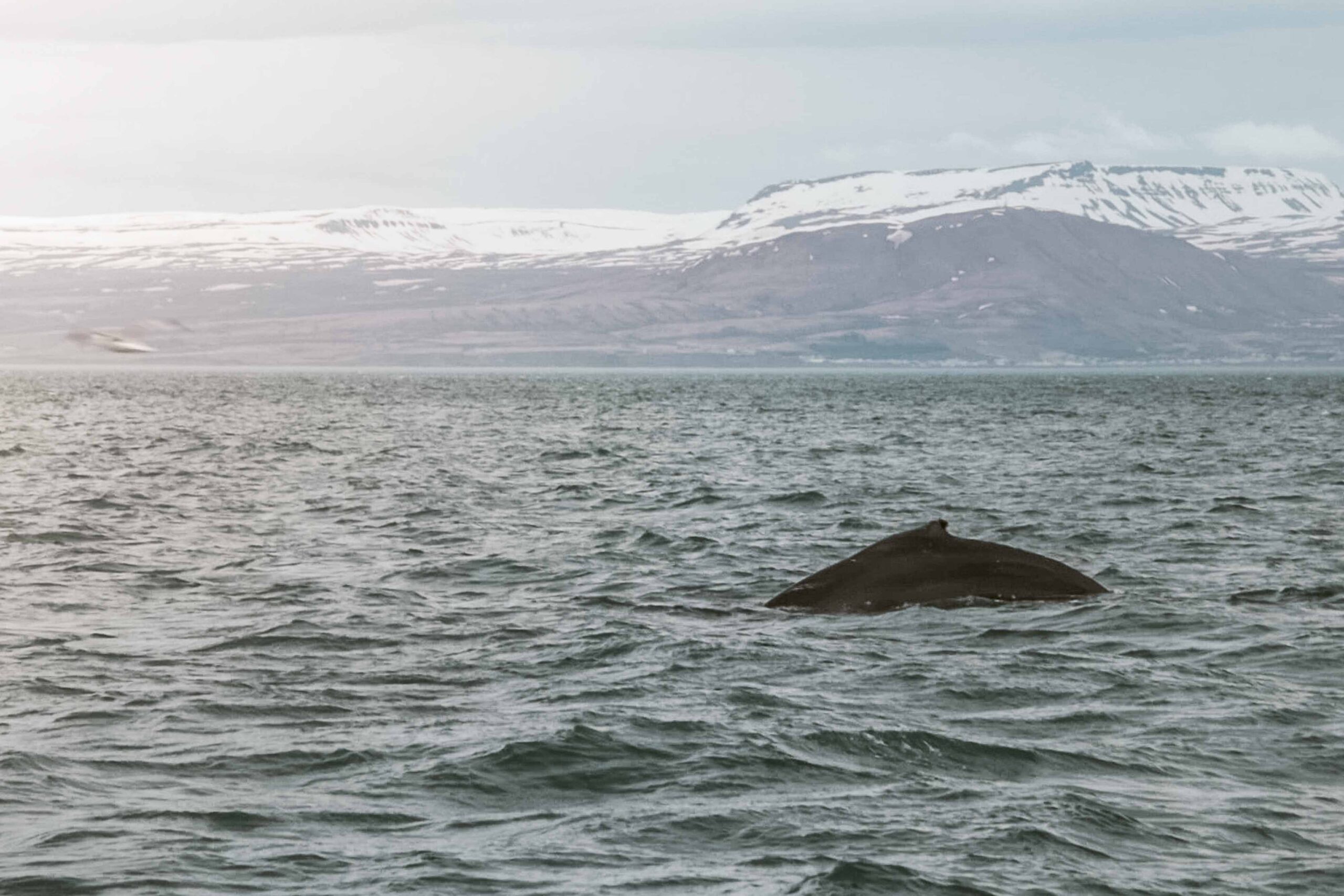 Back of a whale emerging from the water during a whale-watching boat tour near Husavik, North Iceland