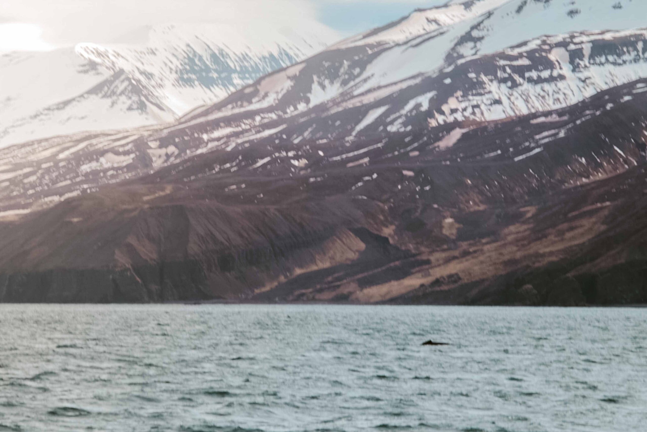 Back of a whale emerging from the water with snow mountains in the background during a whale-watching boat tour near Husavik, North Iceland