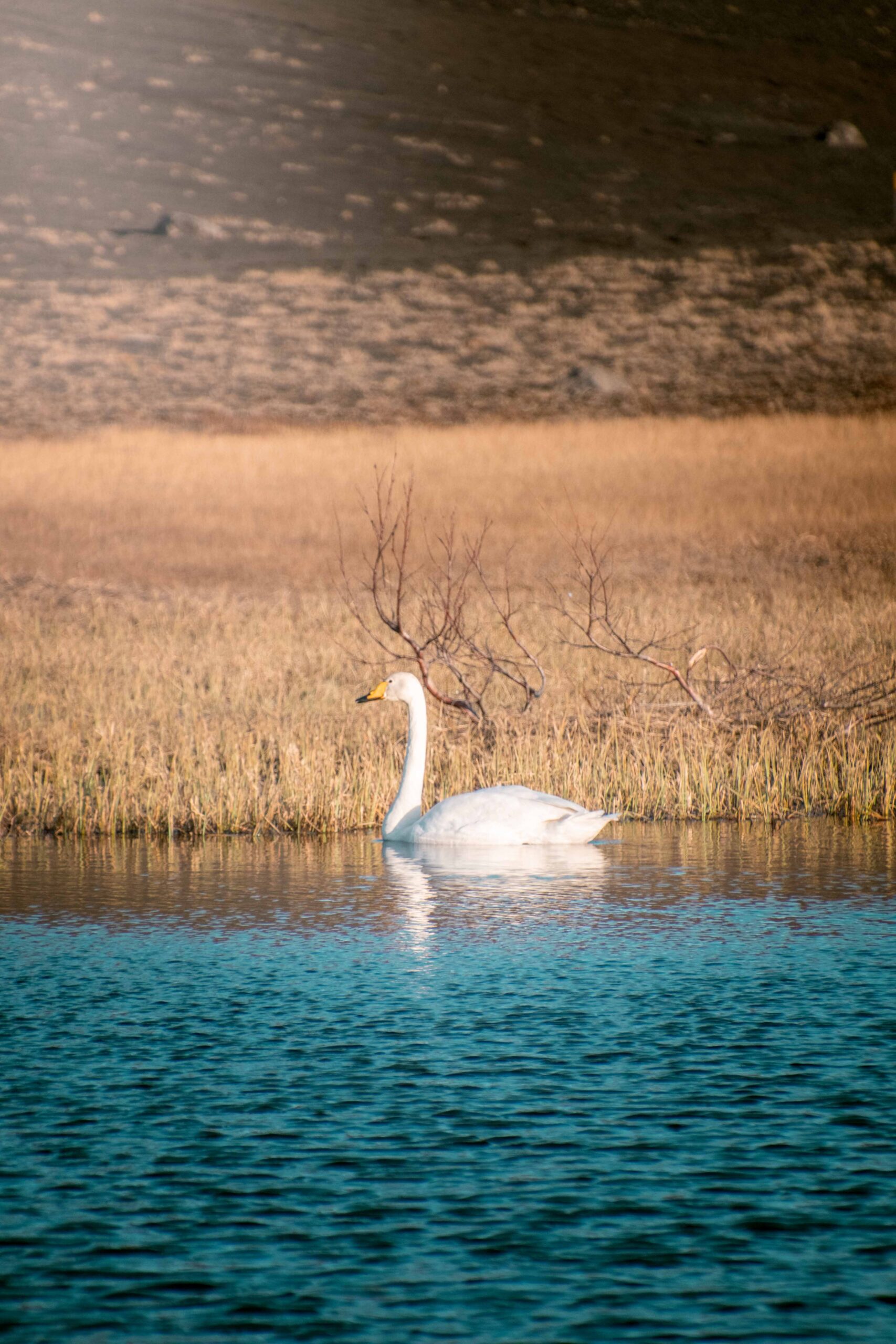 Whooper Swan (Cygnus cygnus) bird swimming at Lake Mývatn, North Iceland