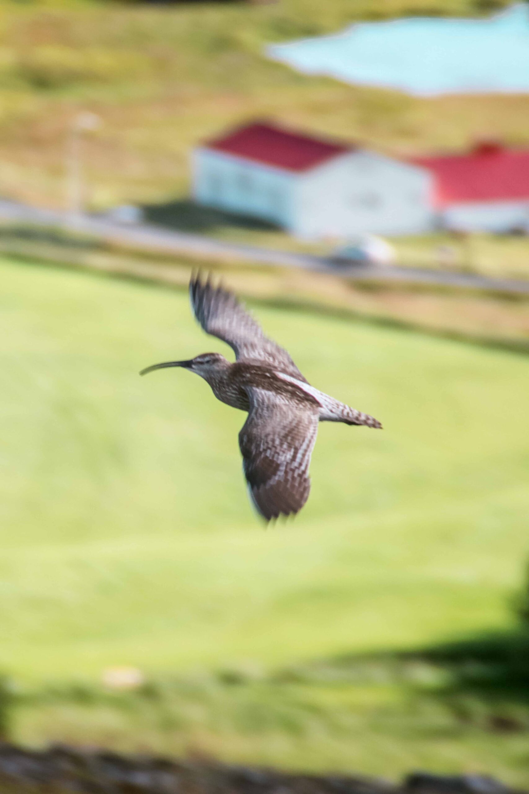 Whimbrel (Numenius phaeopus) bird flying in Reykjhalid at Lake Mývatn, North Iceland