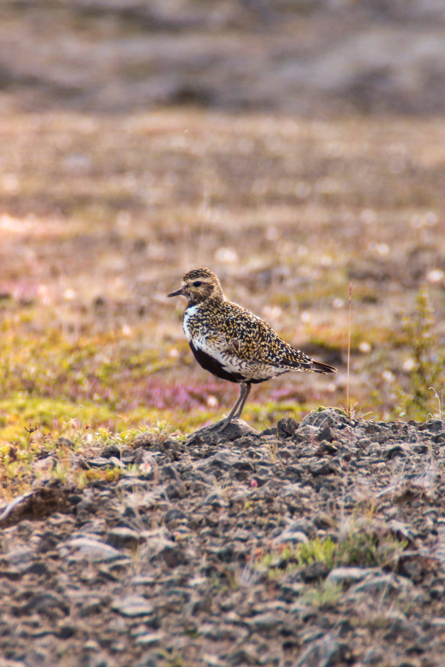 European golden plover (Pluvialis apricaria) near Lake Mývatn, North Iceland