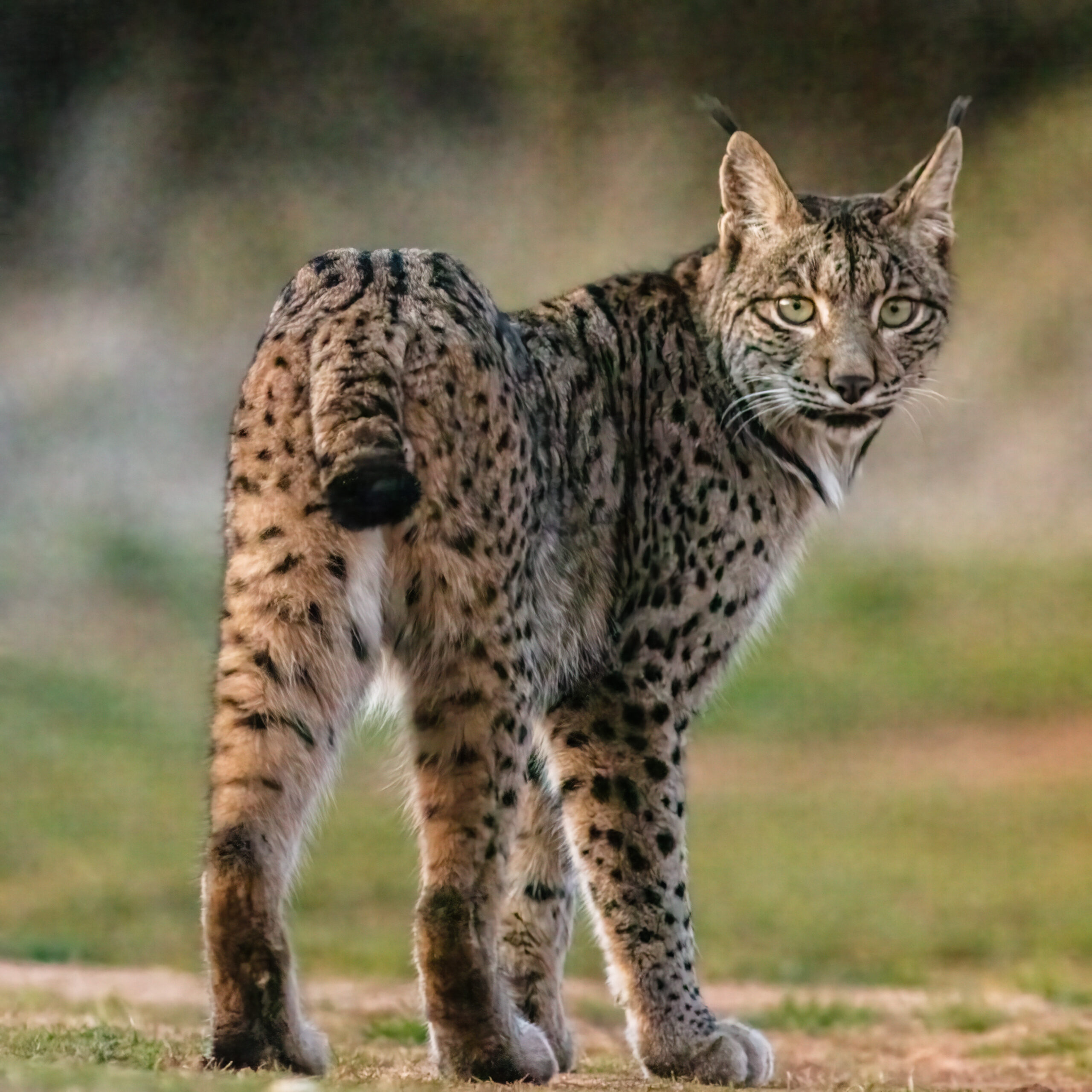 Iberian lynx guide: species facts and where they live in the wild -  Discover Wildlife