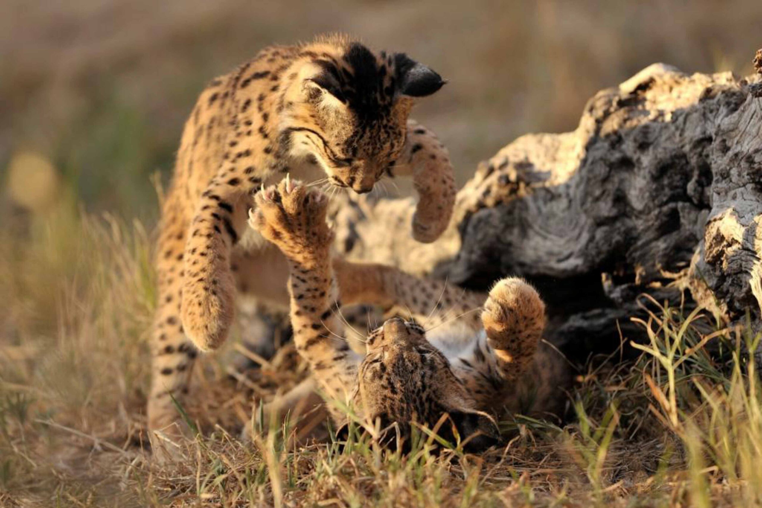 Two Iberian Lynx (Lynx pardinus) cubs playing fight in Andújar Natural Park, Provincia de Jaén, Andalusia, Spain