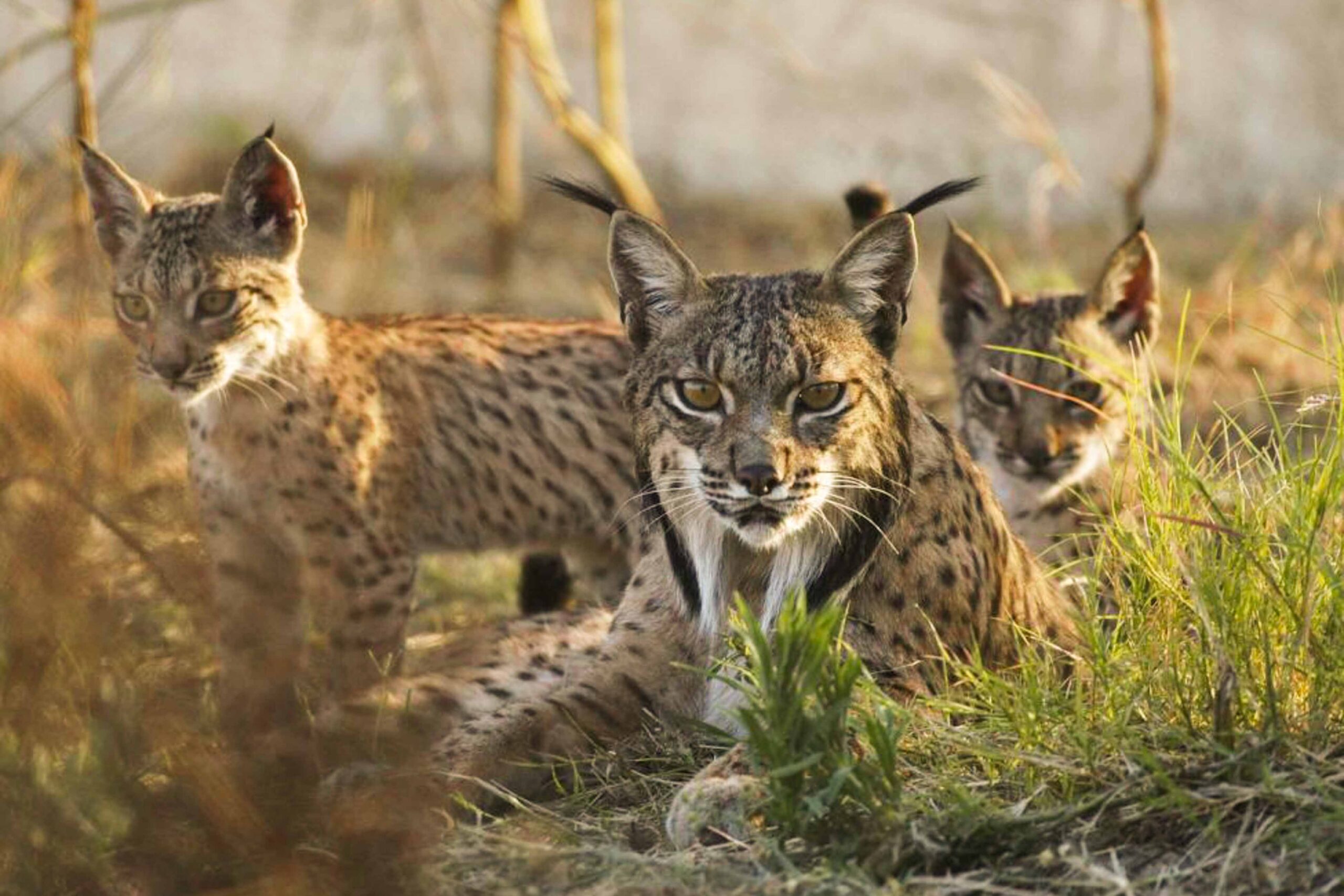 One Iberian Lynx (Lynx pardinus) mother with two cubs in Andújar Natural Park, Provincia de Jaén, Andalusia, Spain