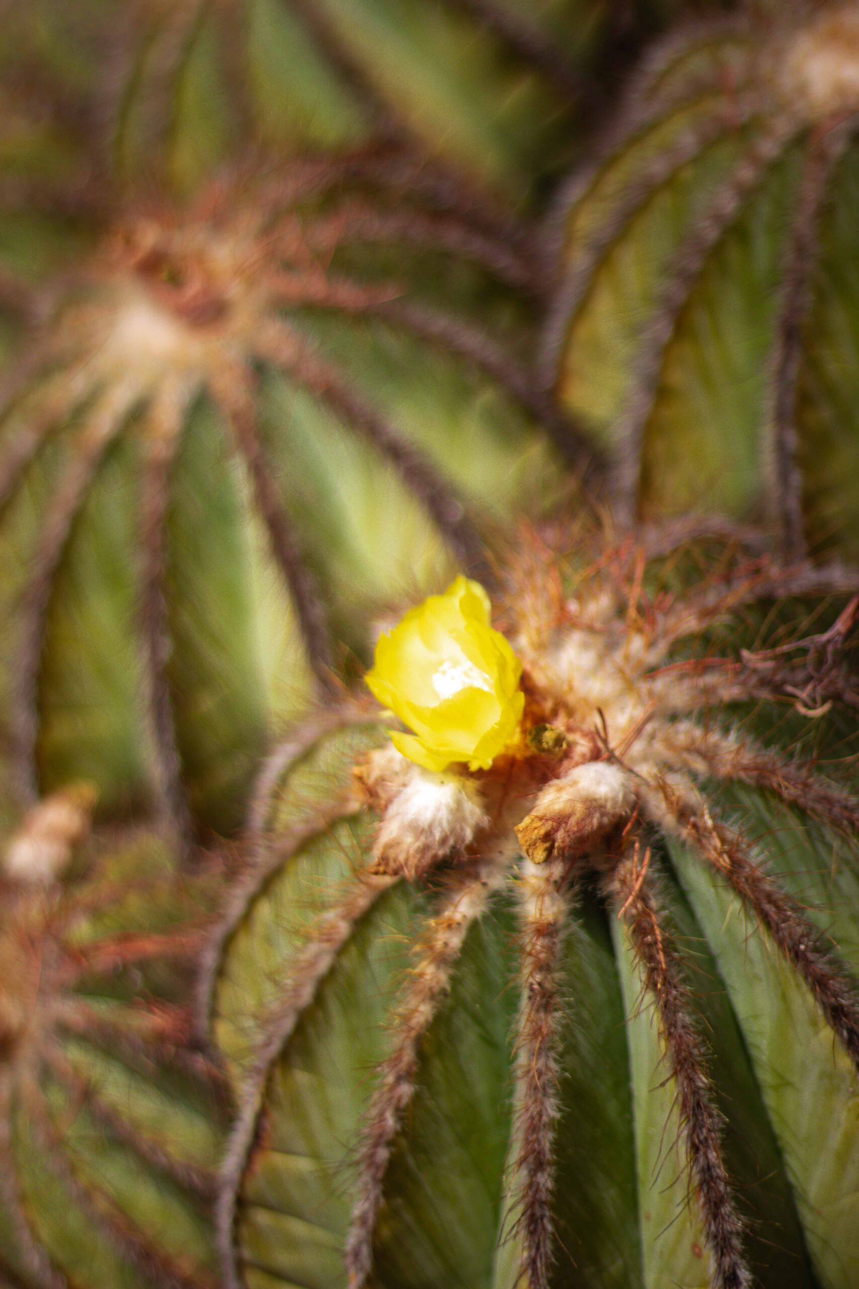 Close-up of a cactus with a blossomed yellow flower in the Eze Exotic Garden in Eze Village, France