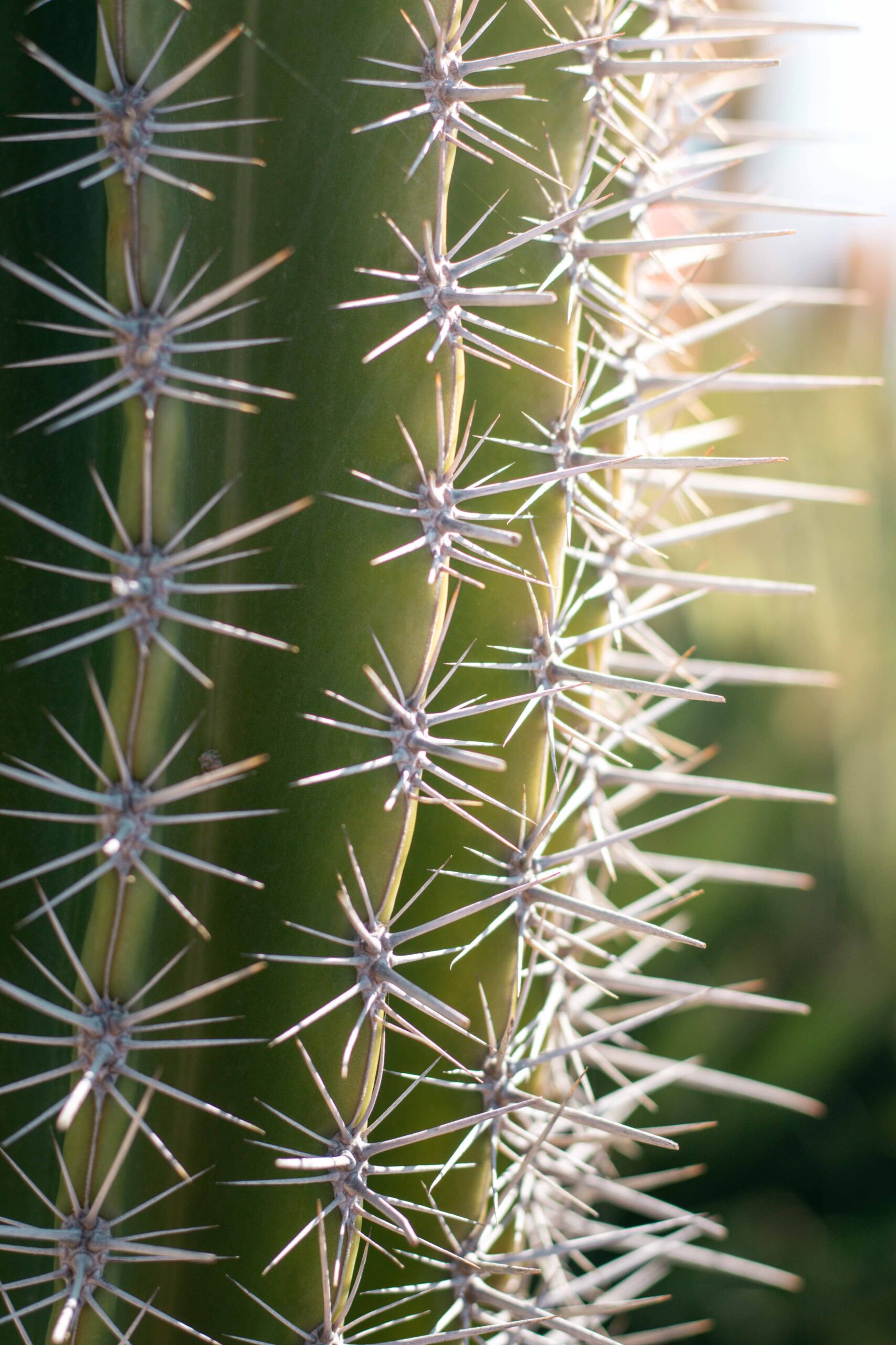Close-up of cactus spikes in the Eze Exotic Garden on a sunny day in Eze Village, France