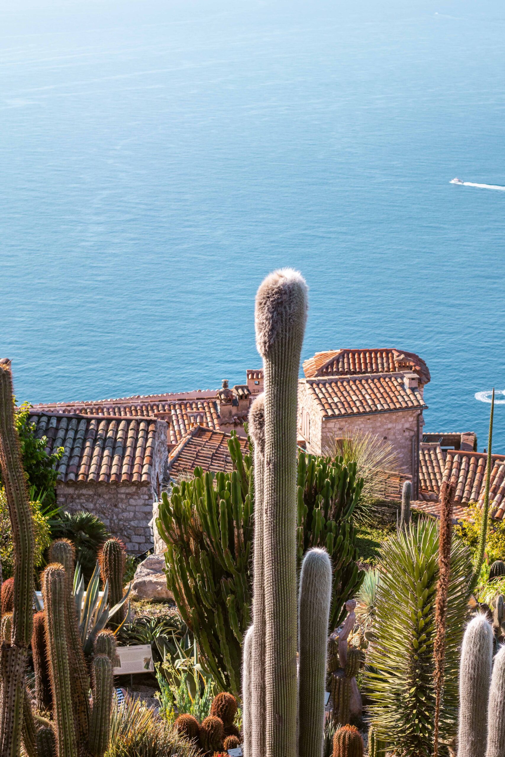Close-up of a tall cacti and succulent plants in the Eze Exotic Garden on a sunny day in Eze Village, France