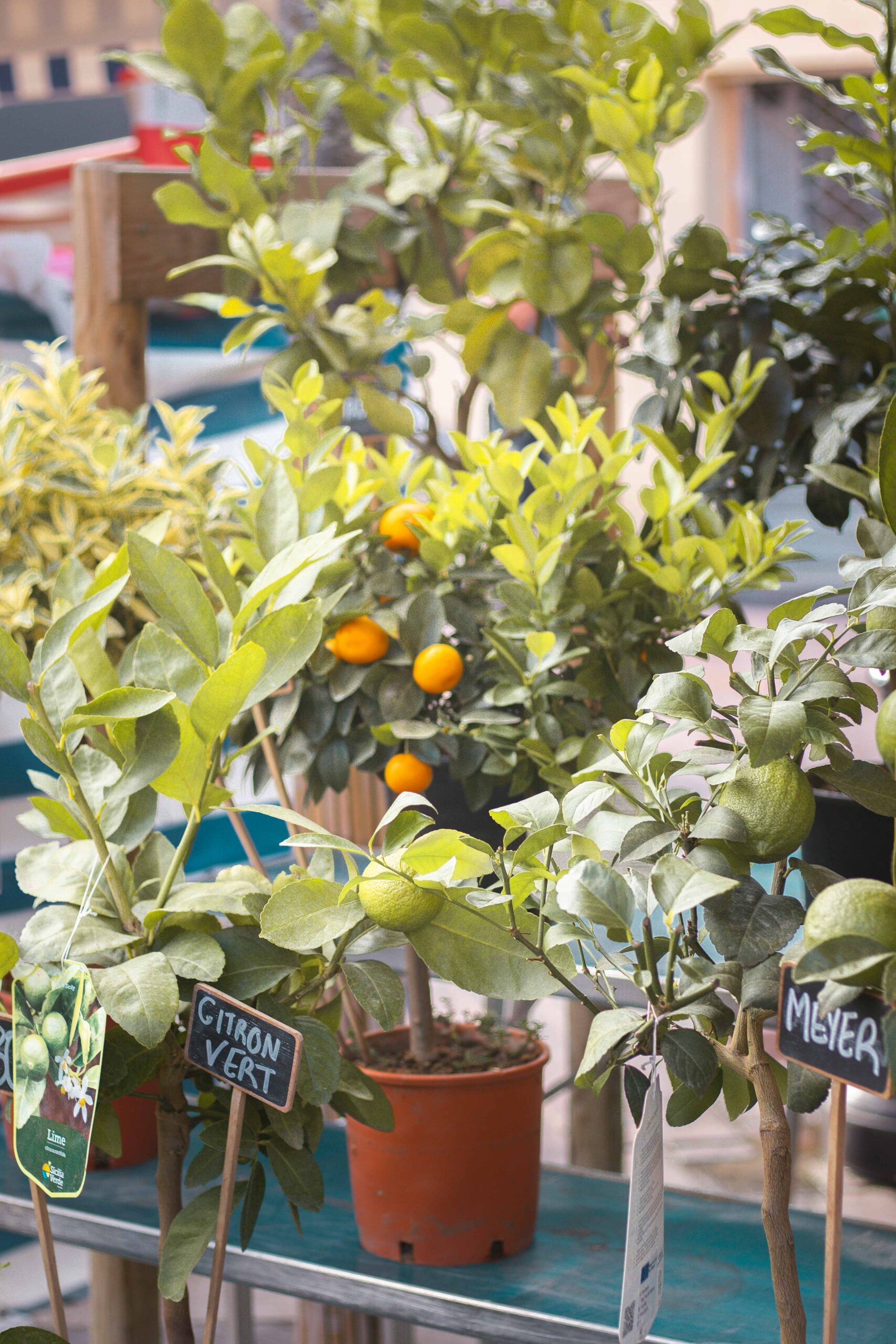 Details of a market stall selling tangerine and lemon trees at the Marché Aux Fleurs Cours Saleya in Nice, France