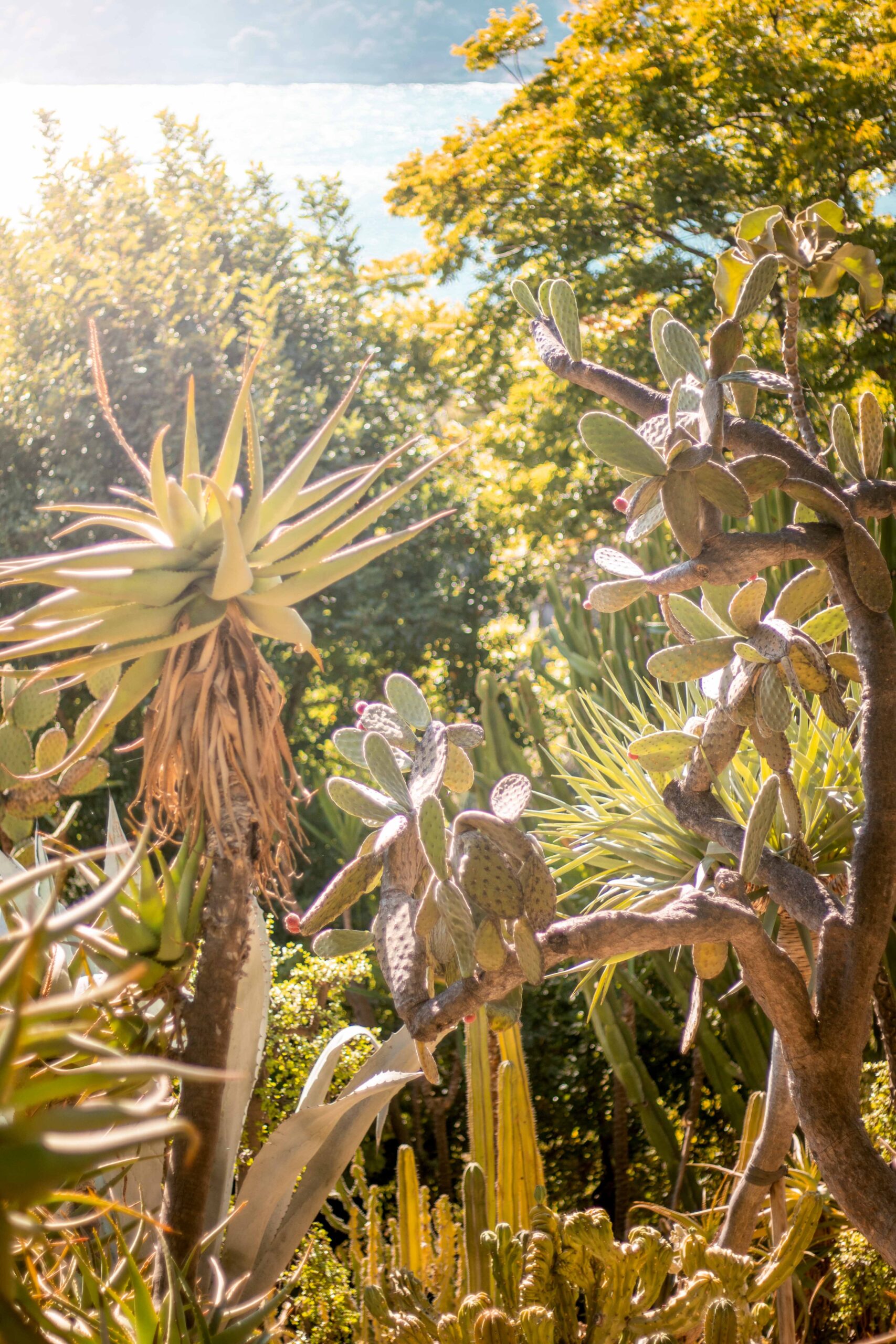 Cactus and succulent plants in the Exotic Garden of Villa Ephrussi de Rothschild in Saint-Jean-Cap-Ferrat, France