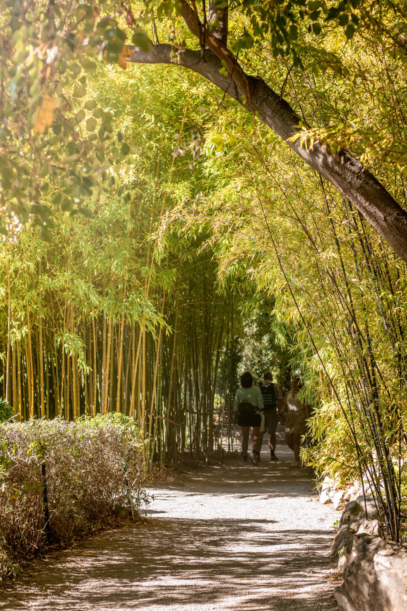 Bamboo forest in the Japanese Garden of Villa Ephrussi de Rothschild in Saint-Jean-Cap-Ferrat, France
