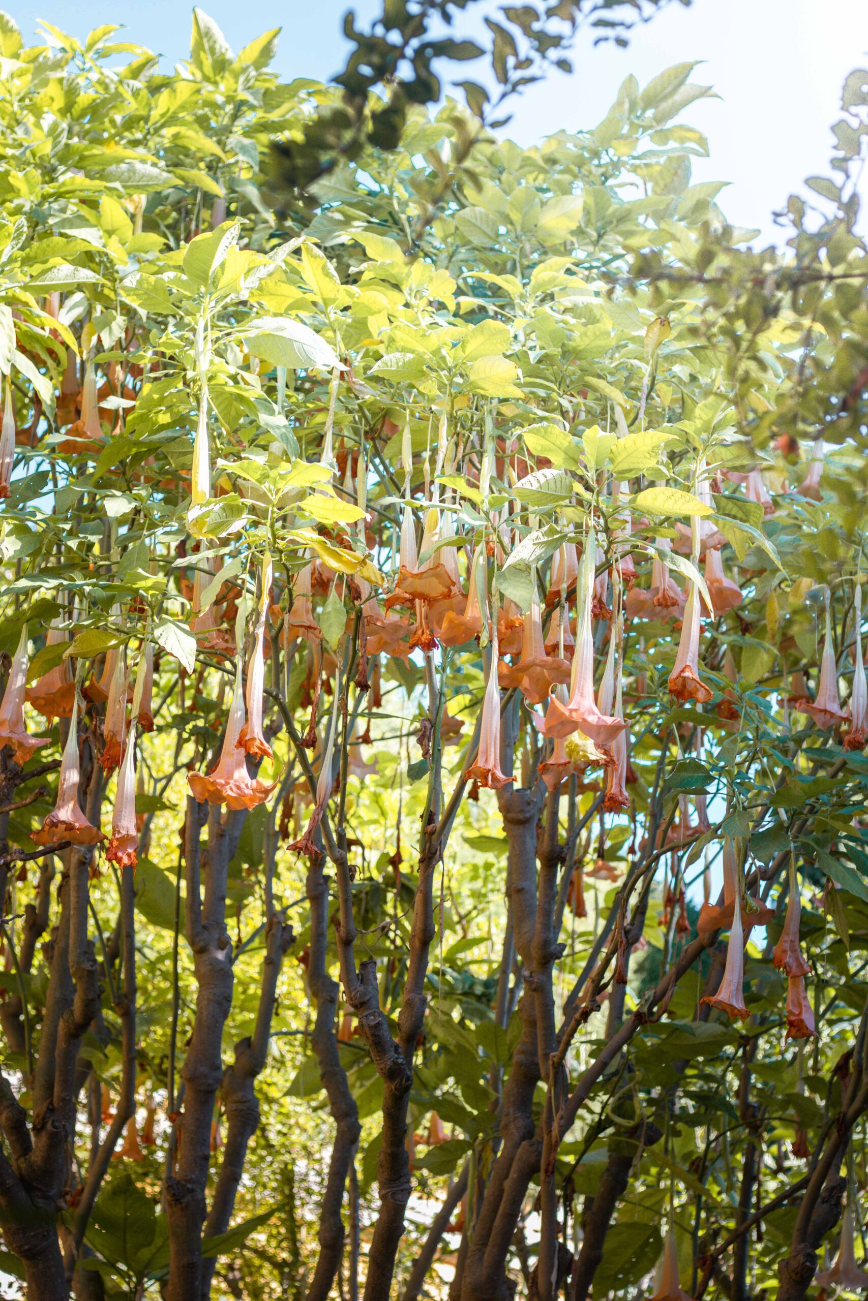Angel's trumpet flowers (Brugmansia arborea) hanging in the Spanish Garden of Villa Ephrussi de Rothschild in Saint-Jean-Cap-Ferrat, France
