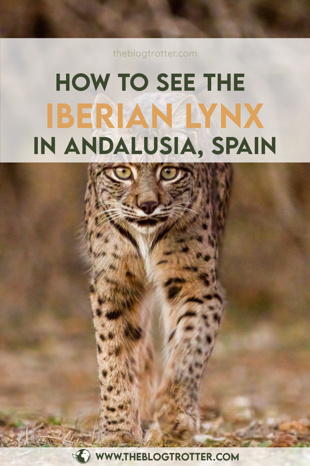 Iberian Lynx article visual for Pinterest - Option 1