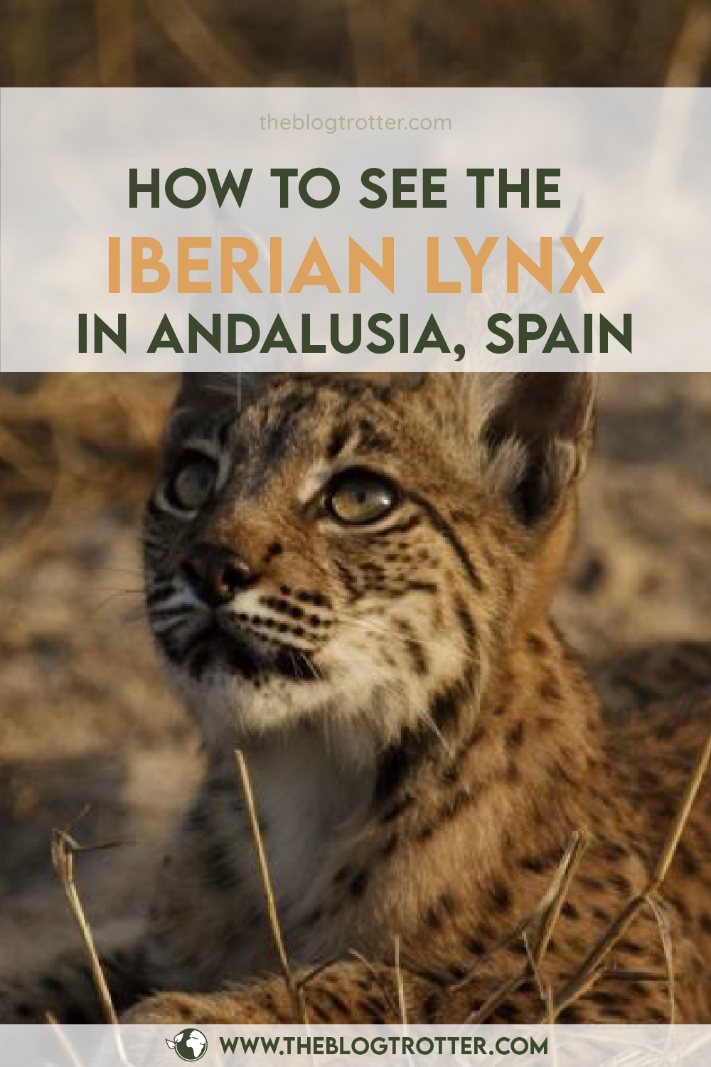 Iberian Lynx article visual for Pinterest - Option 3