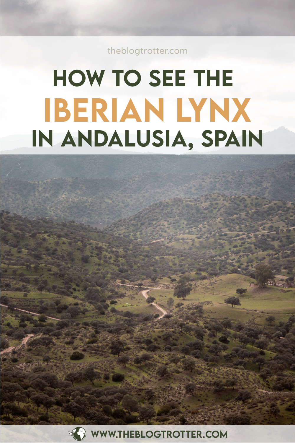 Iberian Lynx article visual for Pinterest - Option 5