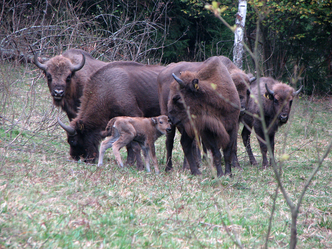 Herd of European bisons (Bison bonasus) on a field in Białowieża Forest, Poland