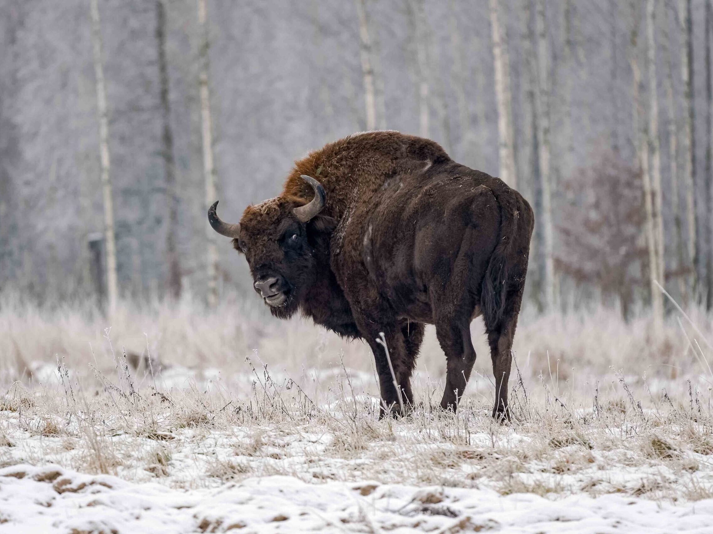 European bison (Bison bonasus) in the snow in Białowieża Forest, Poland