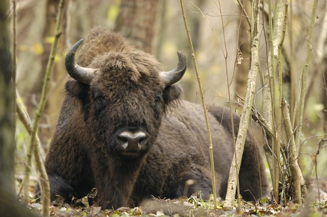 European bison (Bison bonasus) sitting in Białowieża Forest, Poland