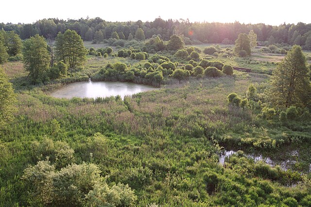 Lake and meadow in Białowieża Forest, Poland