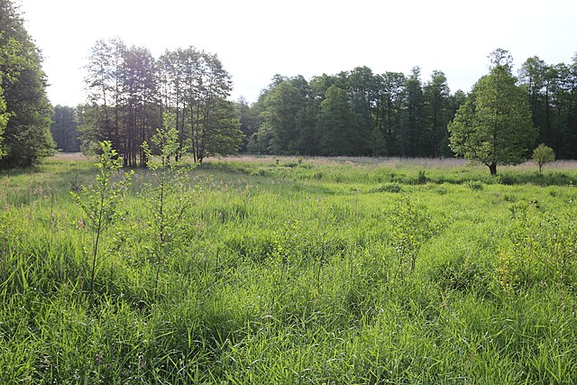 Meadow in Białowieża Forest, Poland