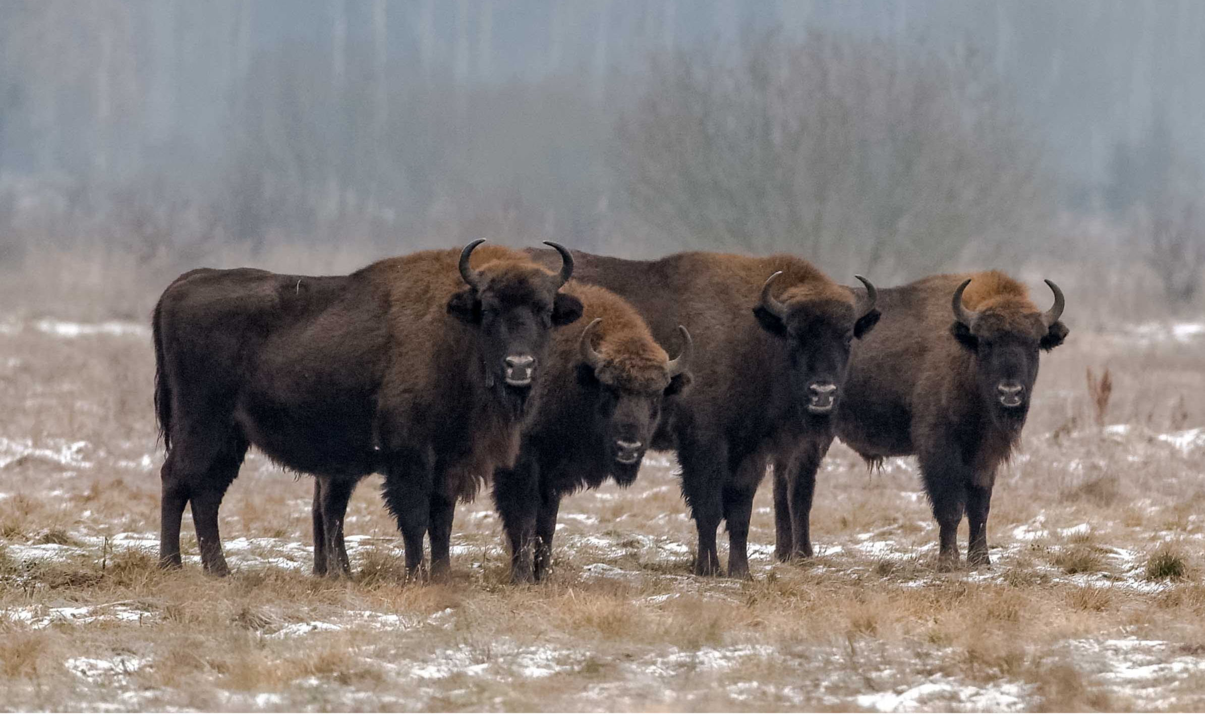 Herd of European bisons (Bison bonasus) on a frozen field in Białowieża Forest, Poland