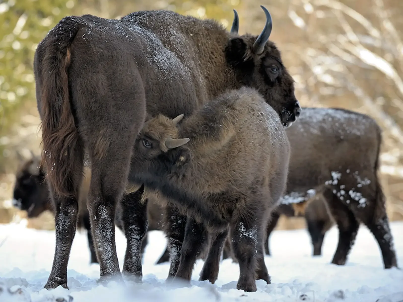 European bisons (Bison bonasus) including a calf nursing at its mother's side in Białowieża Forest, Poland