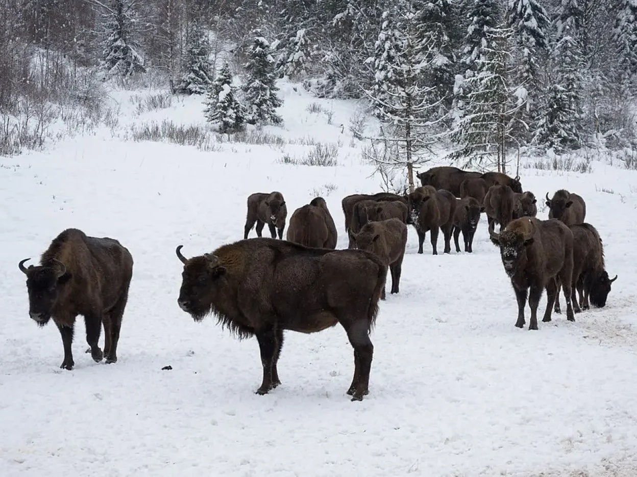 Herd of European bisons (Bison bonasus) under the snow in Białowieża Forest, Poland