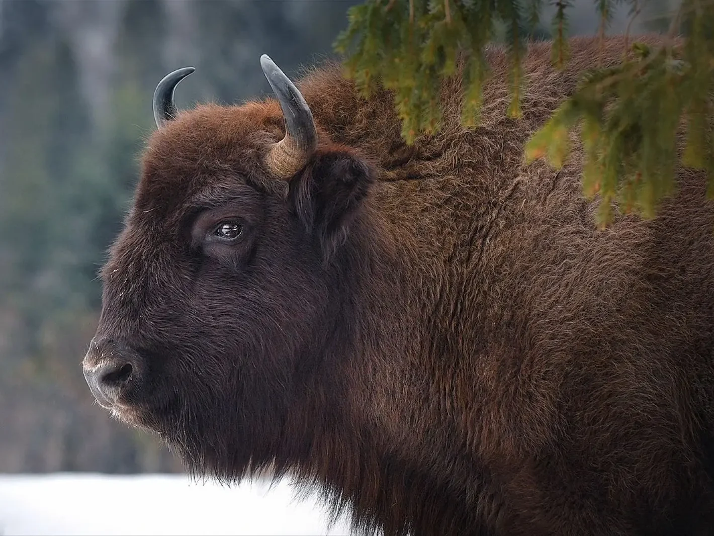 Portrait of a European bison (Bison bonasus) in Białowieża Forest, Poland