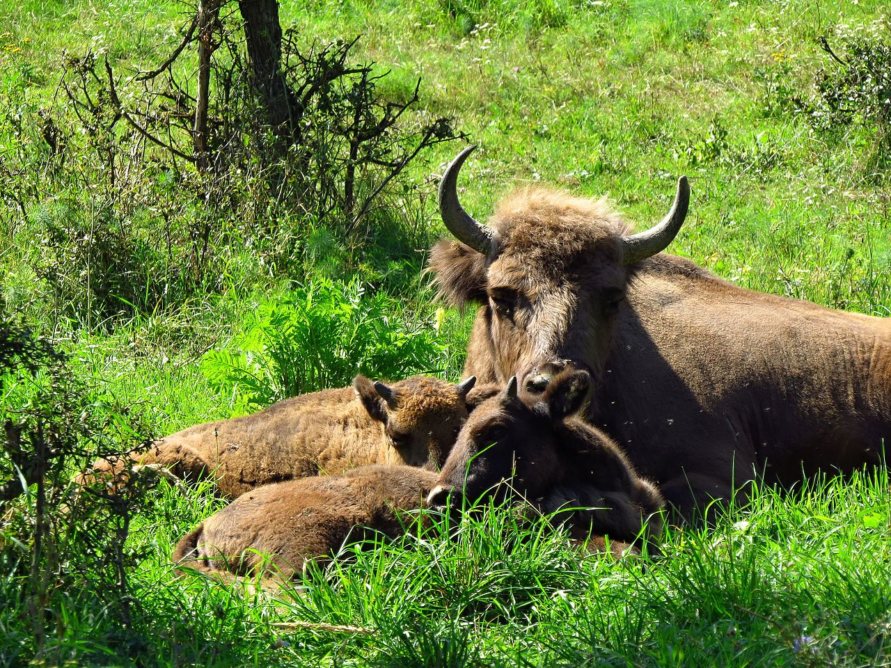 Three European bisons (Bison bonasus) including one cow and two calves in Białowieża Forest, Poland