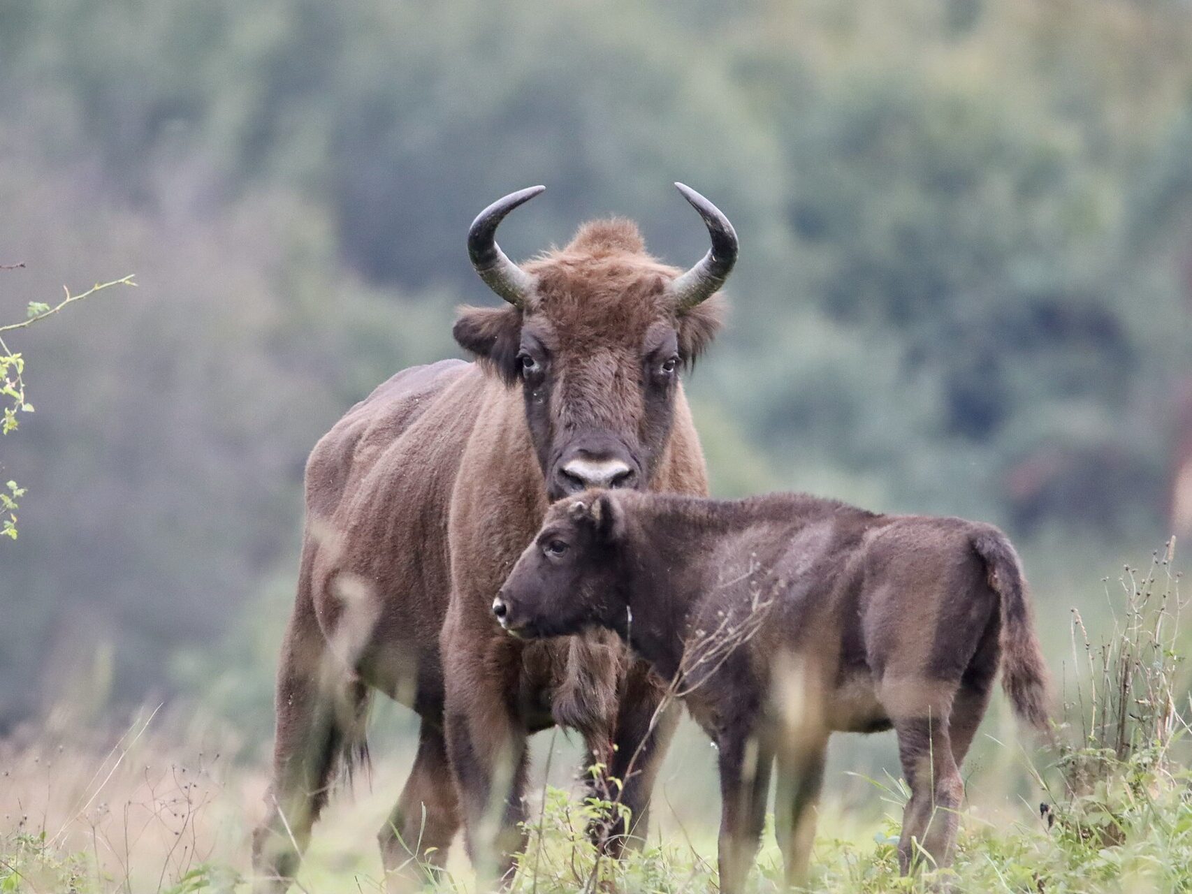 European bisons (Bison bonasus) including a calf and its mother in Białowieża Forest, Poland