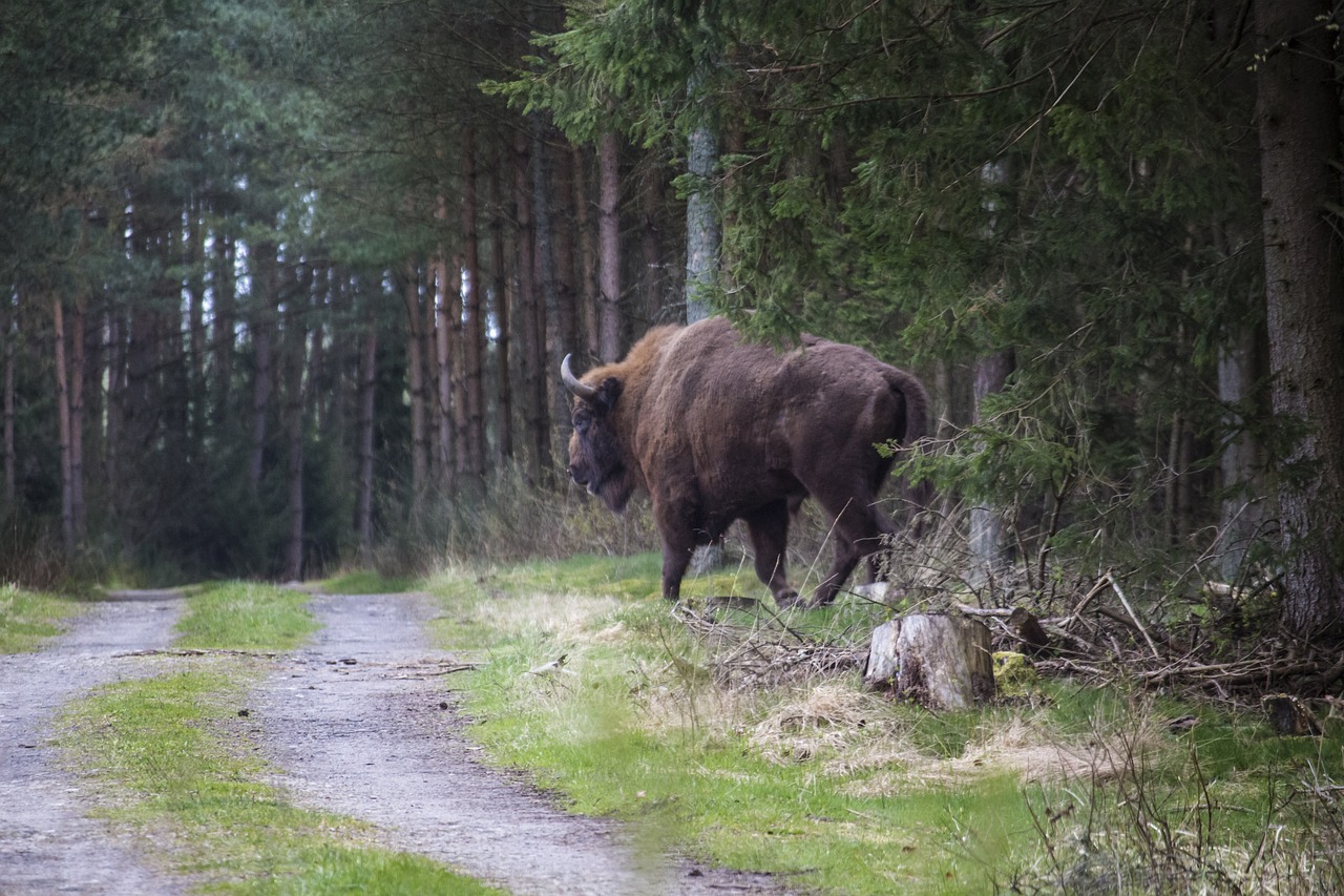 European bison (Bison bonasus) walking across a path in Białowieża Forest, Poland