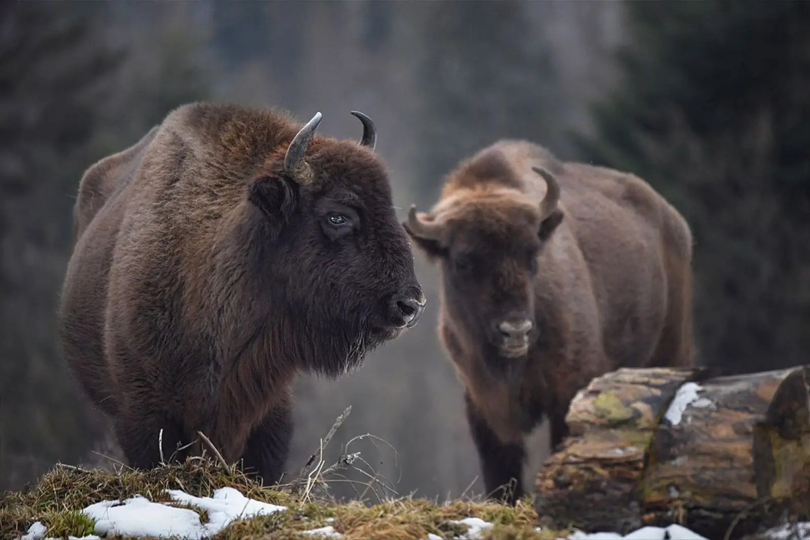 Portrait of two European bisons (Bison bonasus) in Białowieża Forest, Poland