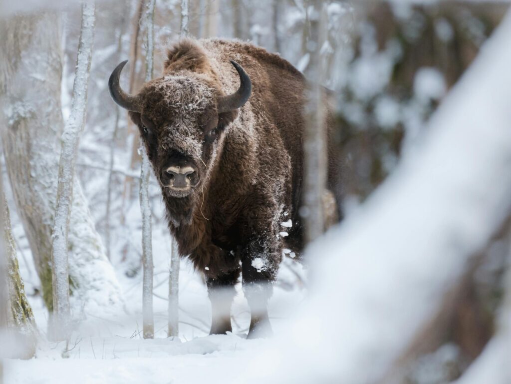 European bison (Bison bonasus) in the snow in Białowieża Forest, Poland