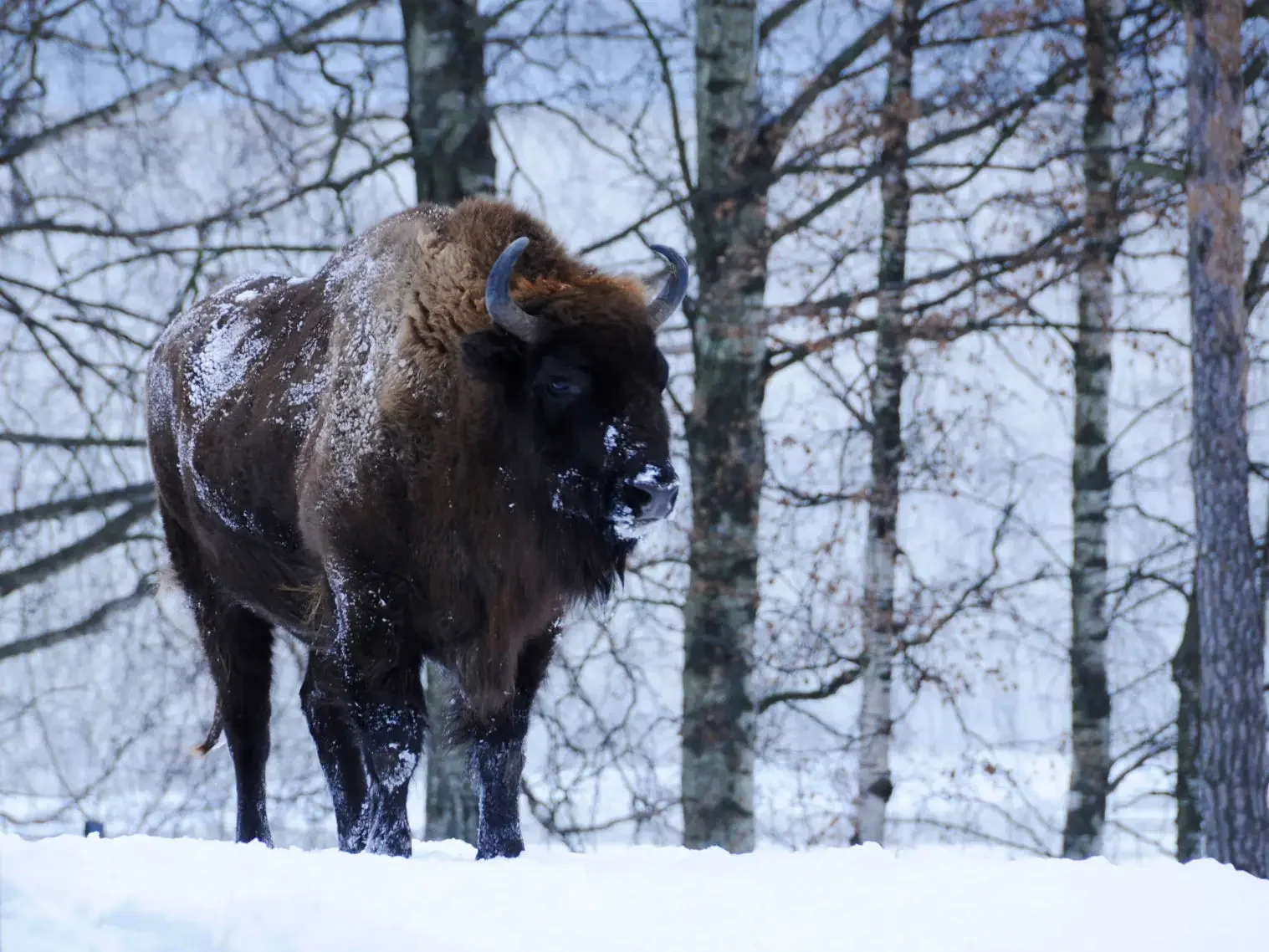 European bison (Bison bonasus) in the snow in Białowieża Forest, Poland